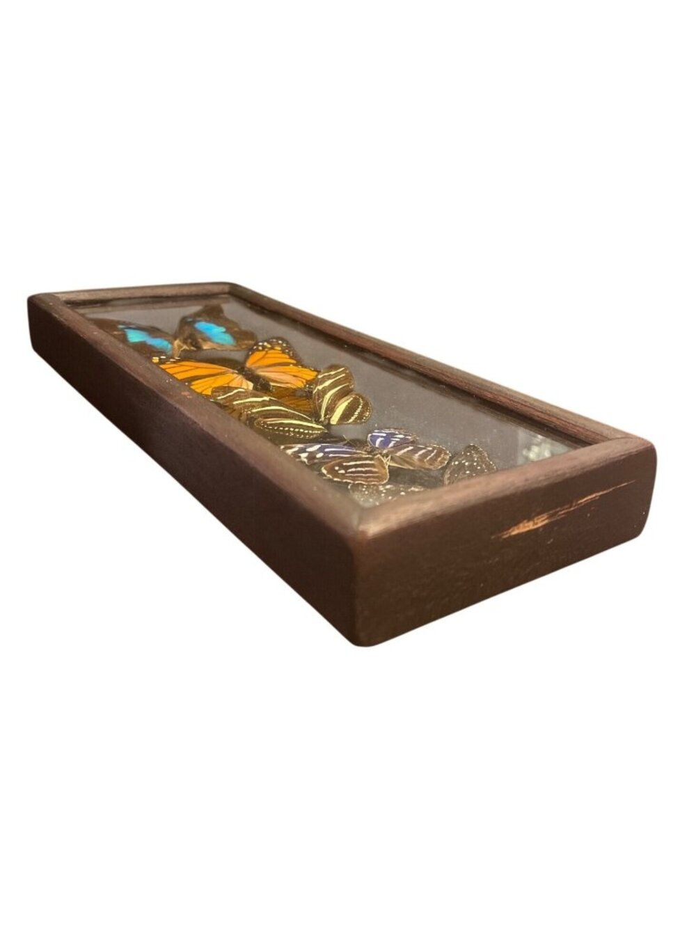 Vtg Taxidermy Butterfly Display 5 Specimens Including Large Morpho10.5" x 4.5" - Picture 2 of 5
